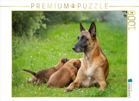 Calvendo Ein Motiv aus dem Kalender Traumhund Malinois