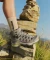 Salomon Quest Echo GTX gull/paloma (Damen) Vorschaubild