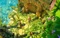 The Book of Unwritten Tales (PC) Vorschaubild