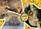 Clementoni National Geographic Kids Wildlife Adventure Vorschaubild