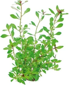 Dennerle Weinrote Ludwigie - Ludwigia repens Rubin