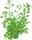 Dennerle Weinrote Ludwigie - Ludwigia repens Rubin