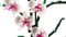 LEGO Botanicals - Orchidee Vorschaubild