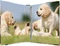 Herma 4D Ringbuch 4-Ring, 30mm, A4, Motiv Hunde Vorschaubild