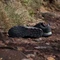 adidas Tracerocker 2.0 core black/grey three/tent green (Herren) Vorschaubild