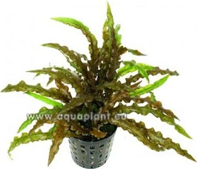 SonGrow Cryptocoryne albida var. costata - Weißlicher Wasserkelch