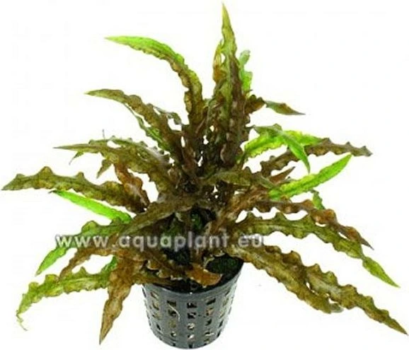 SonGrow Cryptocoryne albida var. costata - Weißlicher Wasserkelch