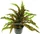 SonGrow Cryptocoryne albida var. costata - Weißlicher Wasserkelch