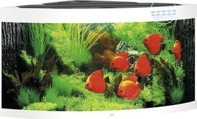 Juwel Trigon 350 LED Aquarium-Set, weiß, 350l
