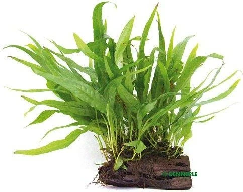 Dennerle Javafarn - Microsorum pteropus auf Wurzel