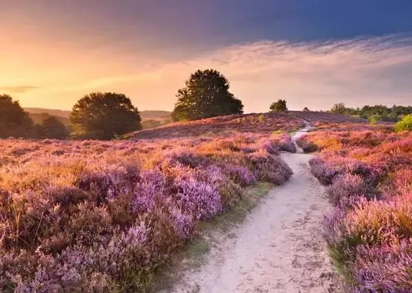 Ravensburger Beautiful Walkways Traumpfad in Rosa
