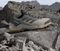 adidas Terrex Eastrail 2.0 Rain.RDY wonder beige/grey six/bronze strata (Herren) Vorschaubild