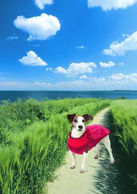Karlie Hundepullover Sunny rot (verschiedene Größen)