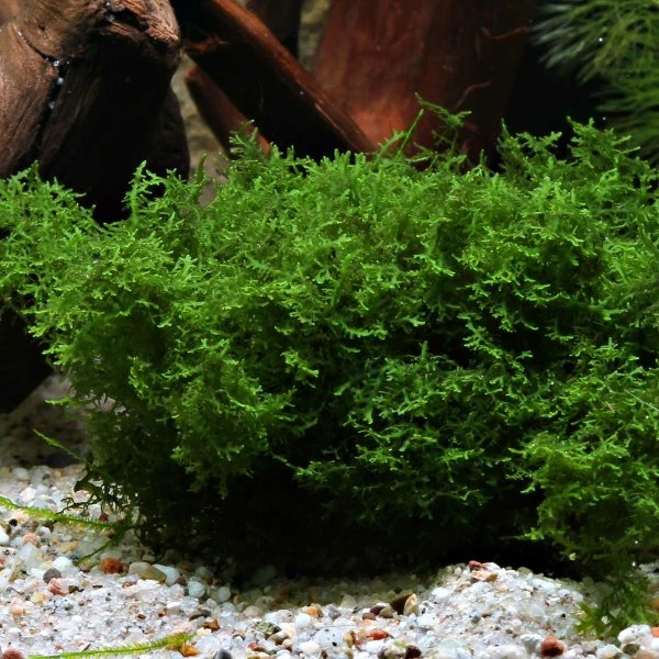Dennerle Korallenmoos - Riccardia chamedryfolia In-Vitro