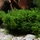 Dennerle Korallenmoos - Riccardia chamedryfolia In-Vitro