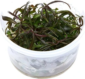 Tropica Wasserpflanze In-Vitro 1-2-Grow! Hygrophila Araguaia