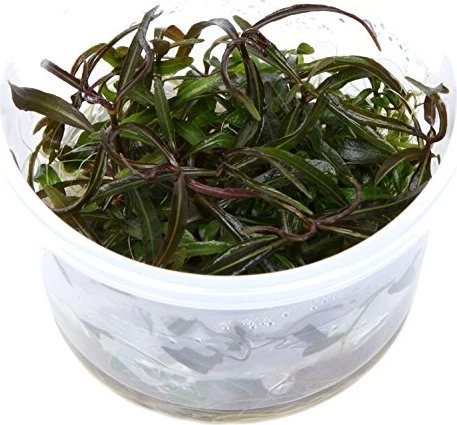 Tropica Wasserpflanze In-Vitro 1-2-Grow! Hygrophila Araguaia