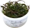 Tropica Wasserpflanze In-Vitro 1-2-Grow! Hygrophila Araguaia Vorschaubild
