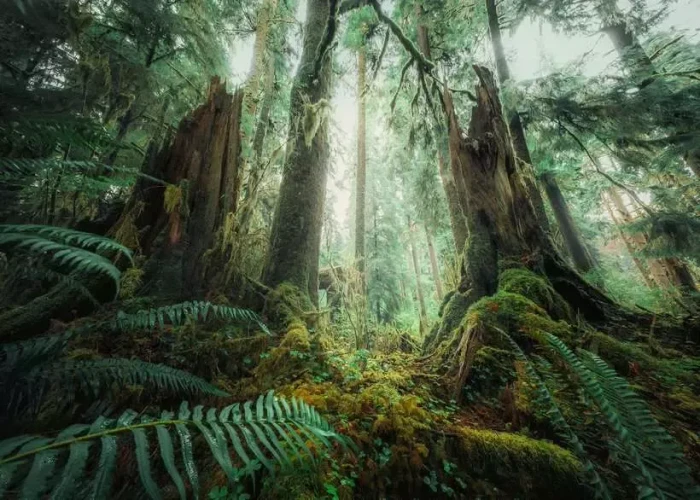 Ravensburger Puzzle Faszinierender Wald