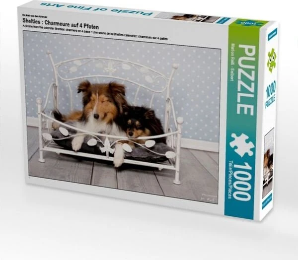 Calvendo Ein Motiv aus dem Kalender Shelties : Charmeure auf 4 Pfoten
