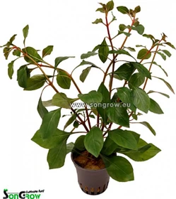 SonGrow Ludwigia sp. 'Mesacana'