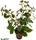 SonGrow Ludwigia sp. 'Mesacana'
