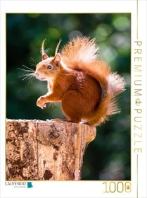 Calvendo Ein Motiv aus dem Kalender Hörnchen aus aller Welt