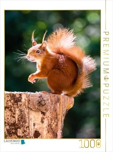 Calvendo Ein Motiv aus dem Kalender Hörnchen aus aller Welt
