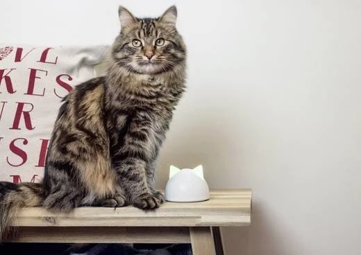 Sure Petcare Microchip CatFlap Connect Hub