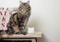 Sure Petcare Microchip CatFlap Connect Hub Vorschaubild