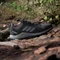 adidas Tracerocker 2.0 core black/grey three/tent green (Herren) Vorschaubild