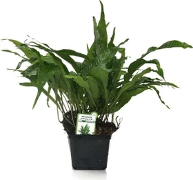 Dennerle Javafarn - Microsorum pteropus XXL Mutterpflanze