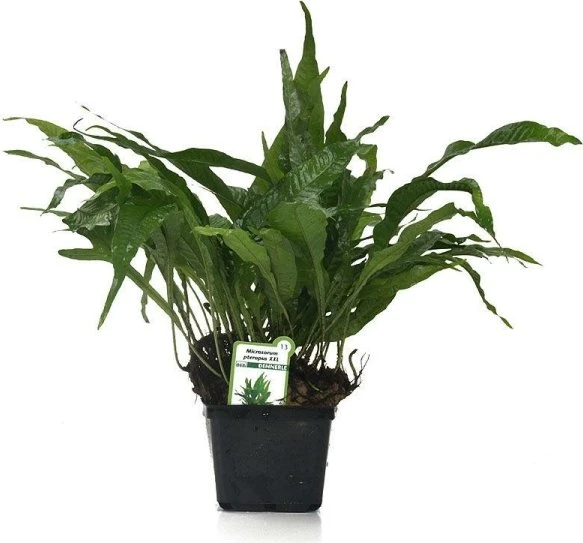 Dennerle Javafarn - Microsorum pteropus XXL Mutterpflanze