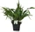 Dennerle Javafarn - Microsorum pteropus XXL Mutterpflanze