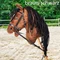 HKM Hobby Horse Steckenpferd Vorschaubild