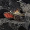 adidas Terrex Skychaser GTX carbon/off white/pure tangerine (Herren) Vorschaubild