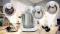 Bosch Serie 6 MUMS6EW18 weiß Vorschaubild