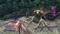 Final Fantasy X/X-2 HD Remaster (PS4) Vorschaubild