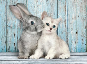 Clementoni Katze und Hase