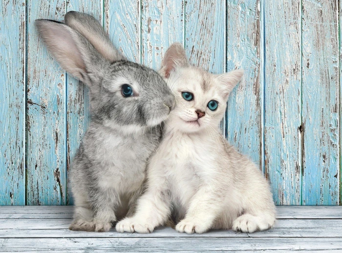 Clementoni Katze und Hase