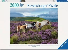 Ravensburger Wildpferde in der Heide