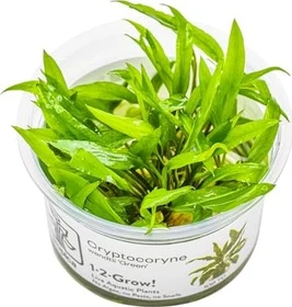 Tropica Wasserpflanze In-Vitro 1-2-Grow! Cryptocoryne Wendtii Green