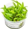 Tropica Wasserpflanze In-Vitro 1-2-Grow! Cryptocoryne Wendtii Green Vorschaubild
