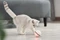 Dogness lustige Katzenkugel Vorschaubild