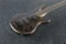 Ibanez GSRM20B WNF Walnut Flat Vorschaubild
