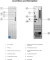 Lenovo IdeaCentre Tower Gen 9, Core i3-14100, 8GB RAM, 512GB SSD, EN/Nordic Vorschaubild