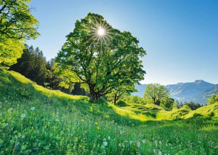 Schmidt Spiele Berg-Ahorn im Sonnenlicht - St. Gallen, Schweiz