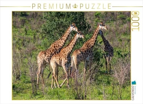 Calvendo Giraffen unterwegs zum Wasserloch, Südafrika