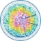 Ravensburger Puzzle Circle of Colors Rainbow Cake Vorschaubild