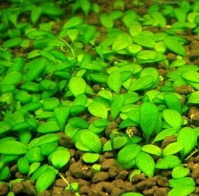 Tropica Wasserpflanze In-Vitro 1-2-Grow! Glossostigma Elatinoides